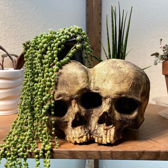 Conjoined Twins Human Skull Sculpture or Planter
