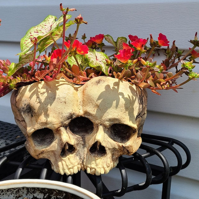 Conjoined Twins Human Skull Sculpture or Planter