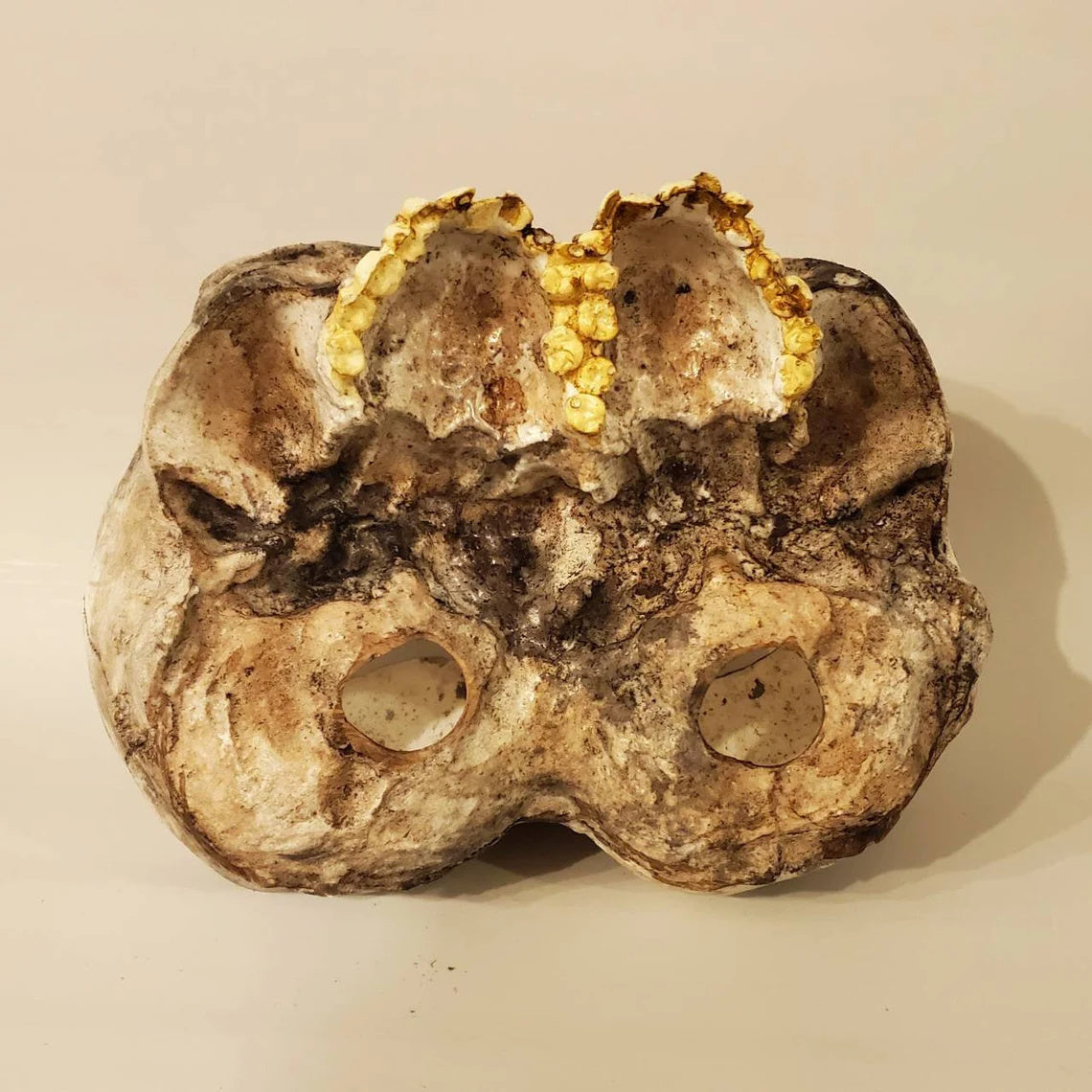 Conjoined Twins Human Skull Sculpture or Planter