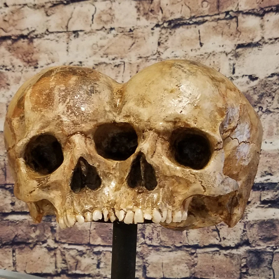 Conjoined Twins Human Skull Sculpture or Planter
