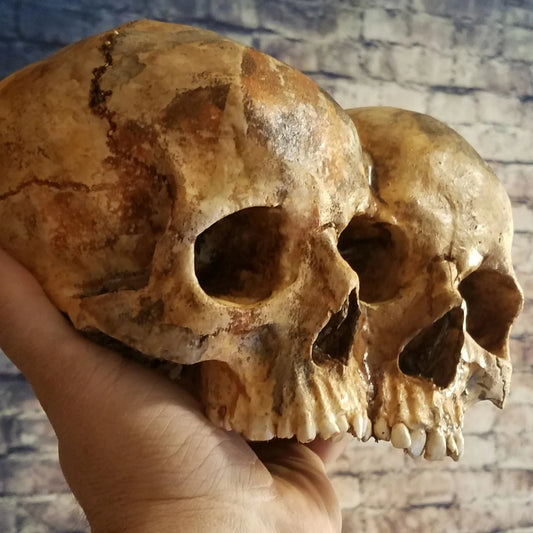 Conjoined Twins Human Skull Sculpture or Planter