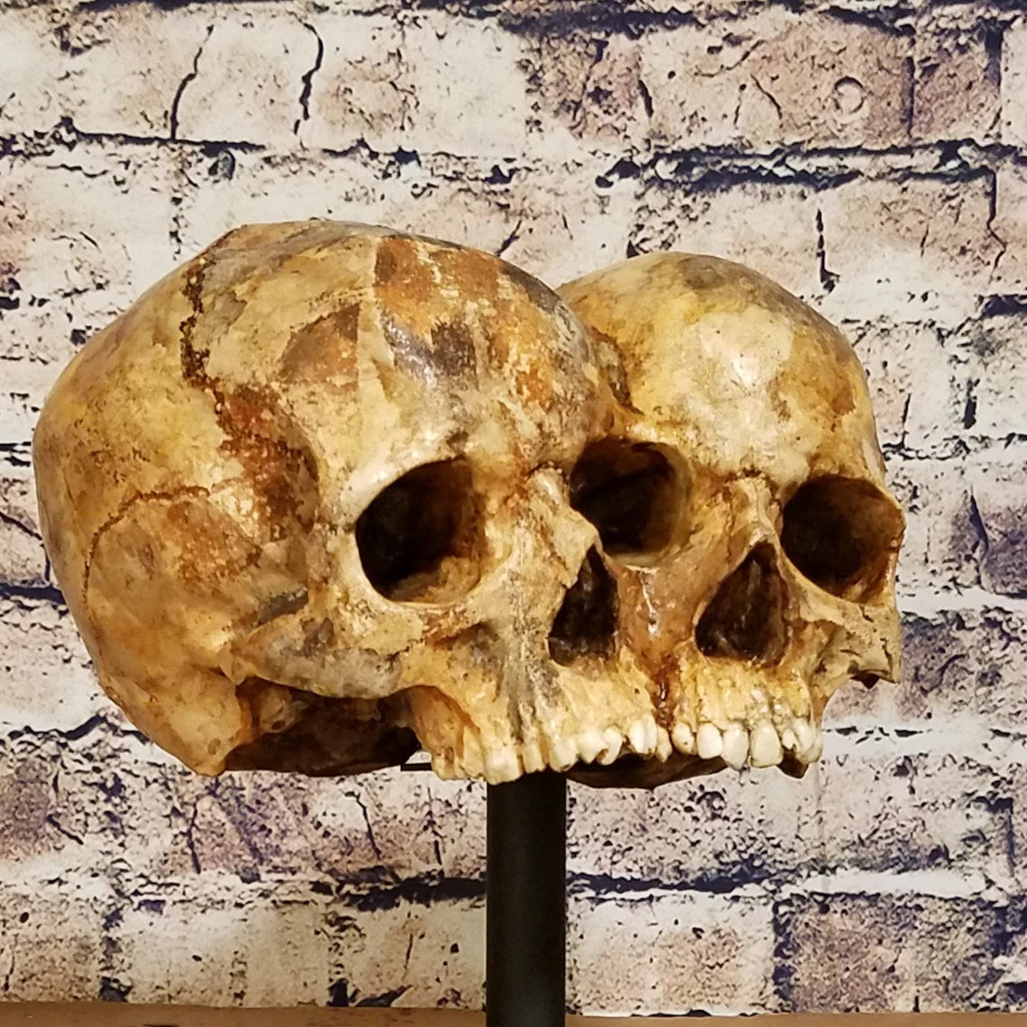 Conjoined Twins Human Skull Sculpture or Planter