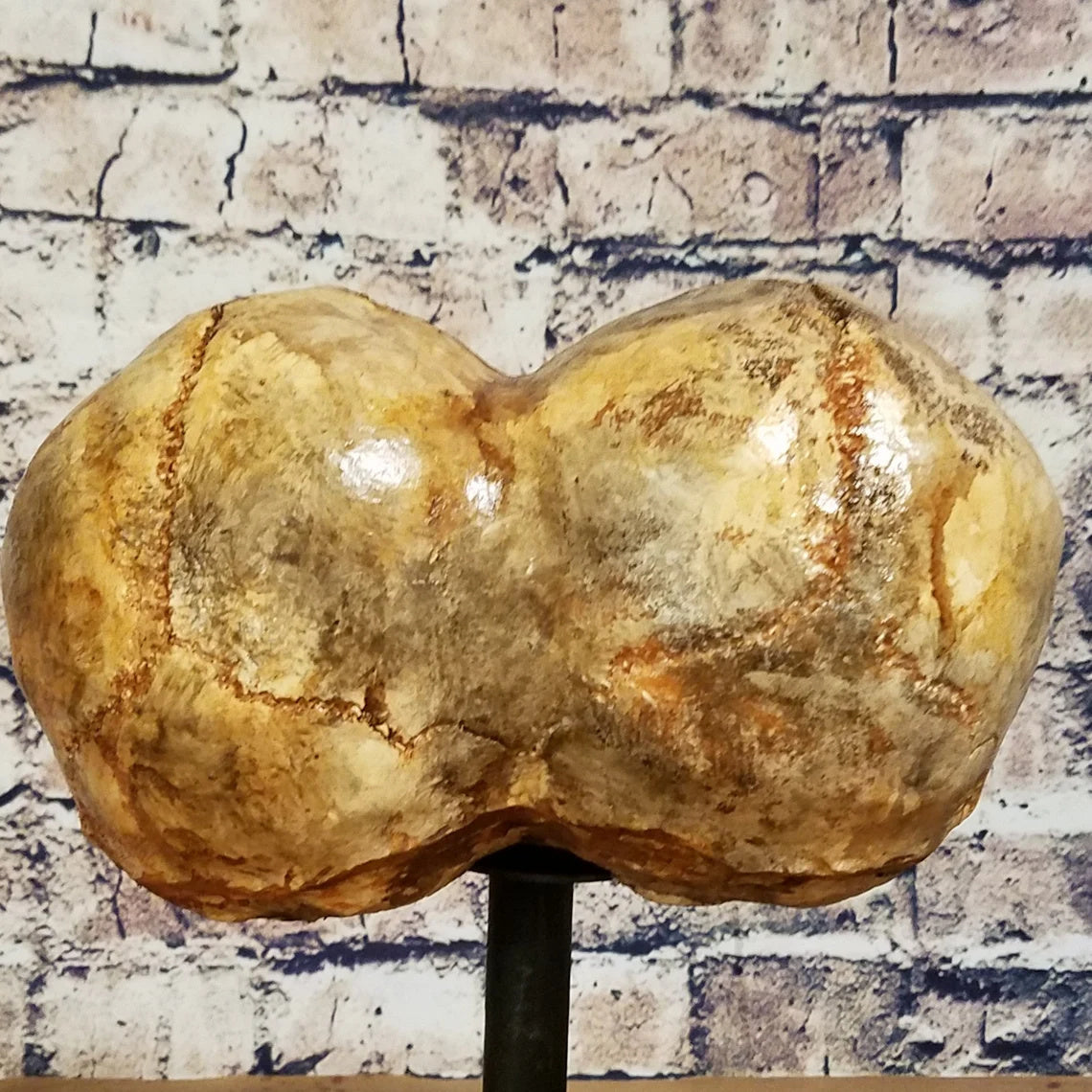 Conjoined Twins Human Skull Sculpture or Planter